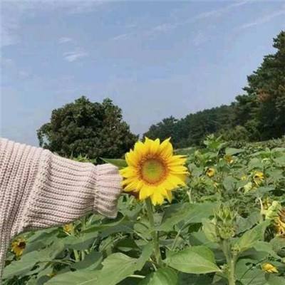 漫画社的故事内购破解版下载